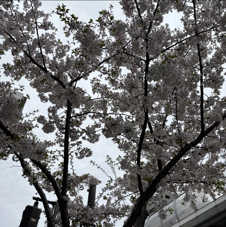 出勤しました🎀