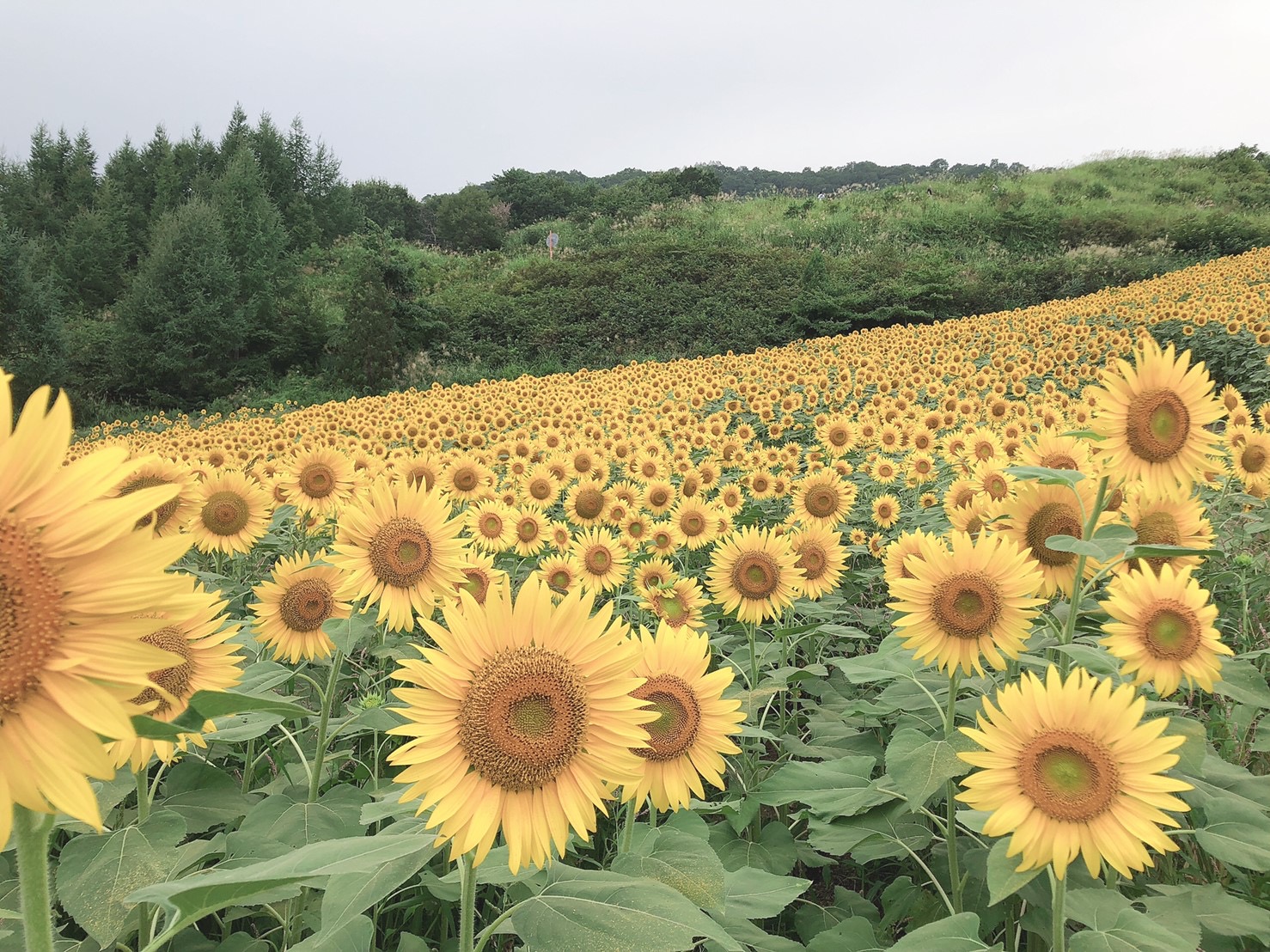 8月🌻