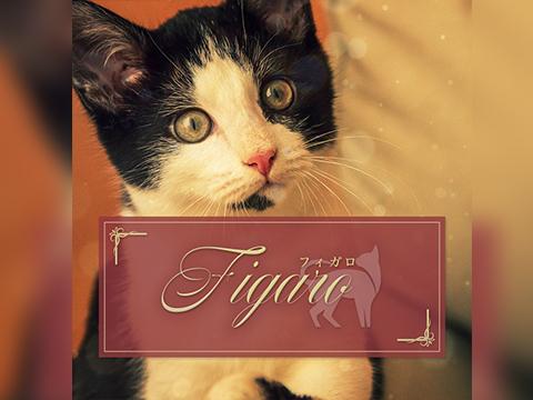 メンズエステ Figaro